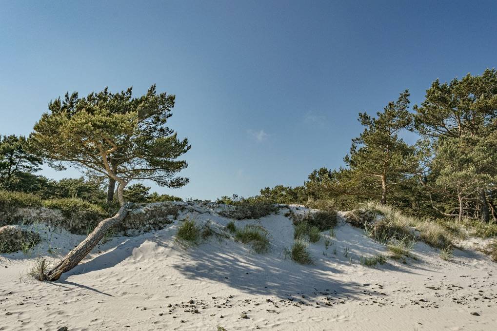 Eine malerische Küste mit windgepeitschten Sanddünen und vereinzelten Kiefern unter einem klaren blauen Himmel, perfekt für einen Segelurlaub.