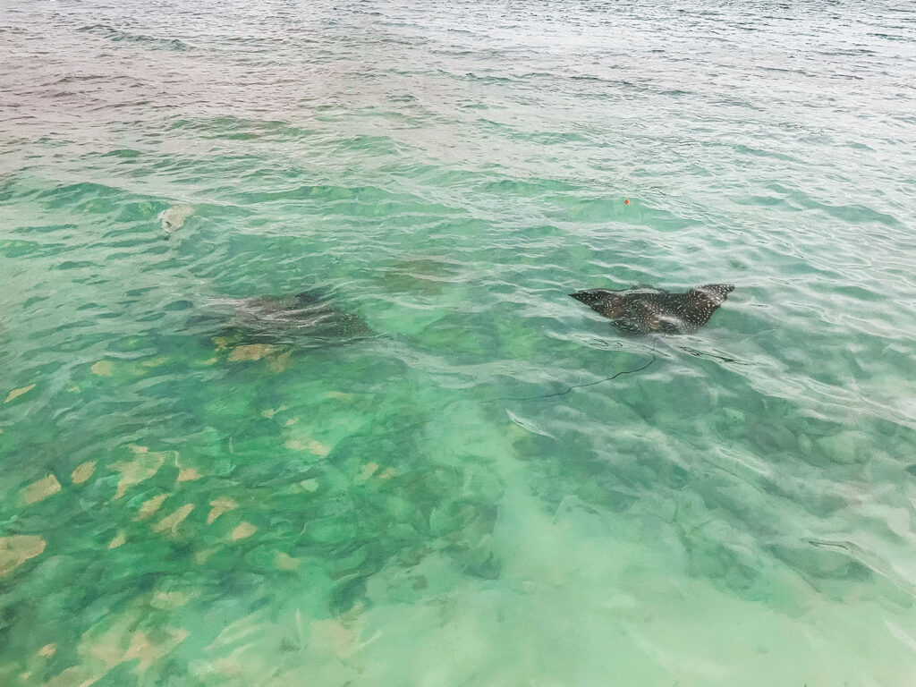 Martinique: Ein Naturwunder