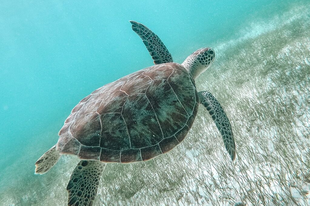 Ein faszinierendes Unterwasserfoto einer Meeresschildkröte, die in der Nähe des Meeresbodens schwimmt, der mit spärlichem Seegras bedeckt ist. Der Panzer der Schildkröte ist mit verschiedenen Mustern verziert und ihre Flossen sind ausgestreckt, während sie sich anmutig durch das klare, blaue Wasser bewegt. In der Nähe wirft der Schatten einer Segelyacht auf einer Segelreise eine faszinierende Silhouette.