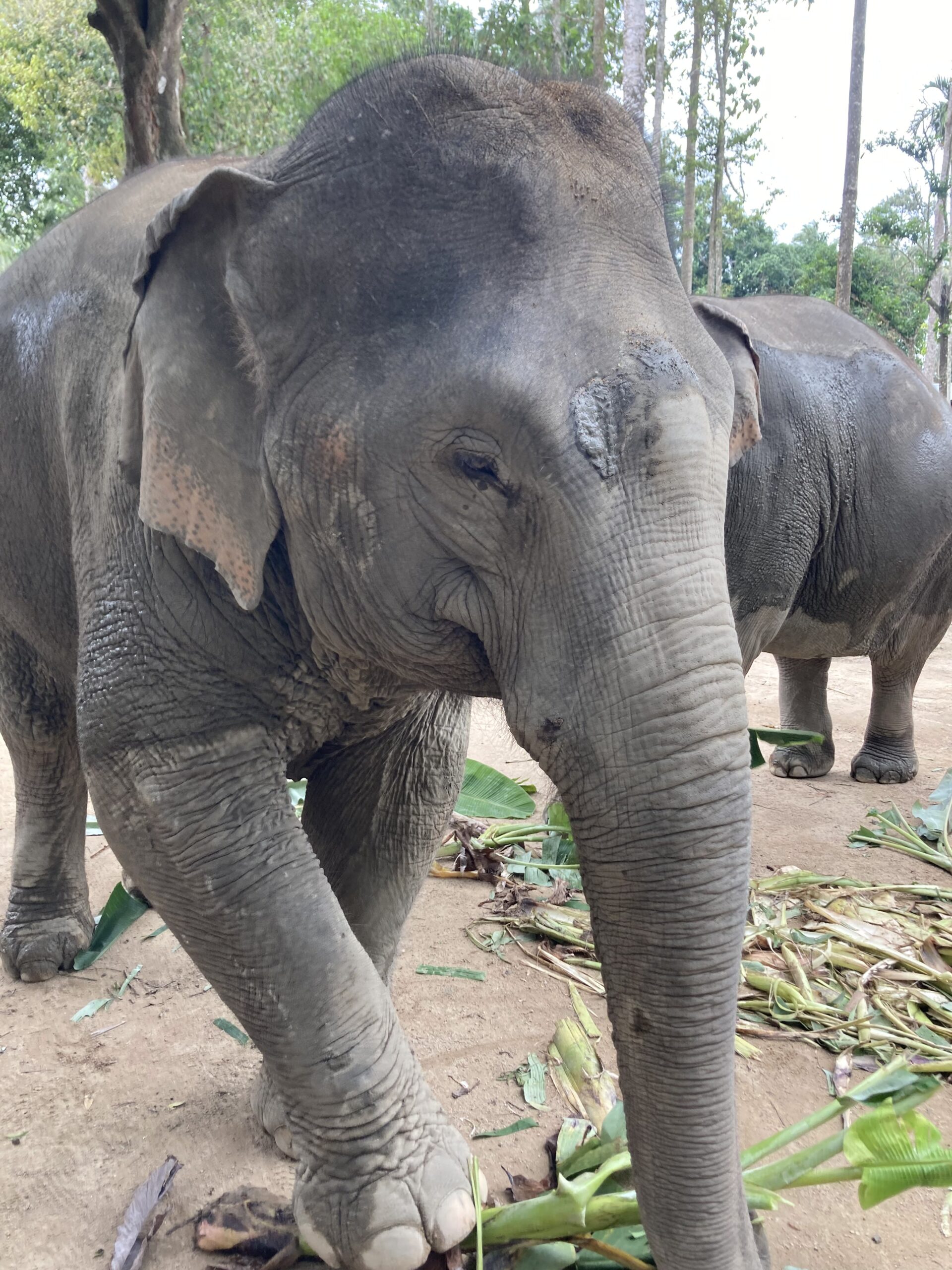 Youngline-Katamaran – Phuket - Bild 3