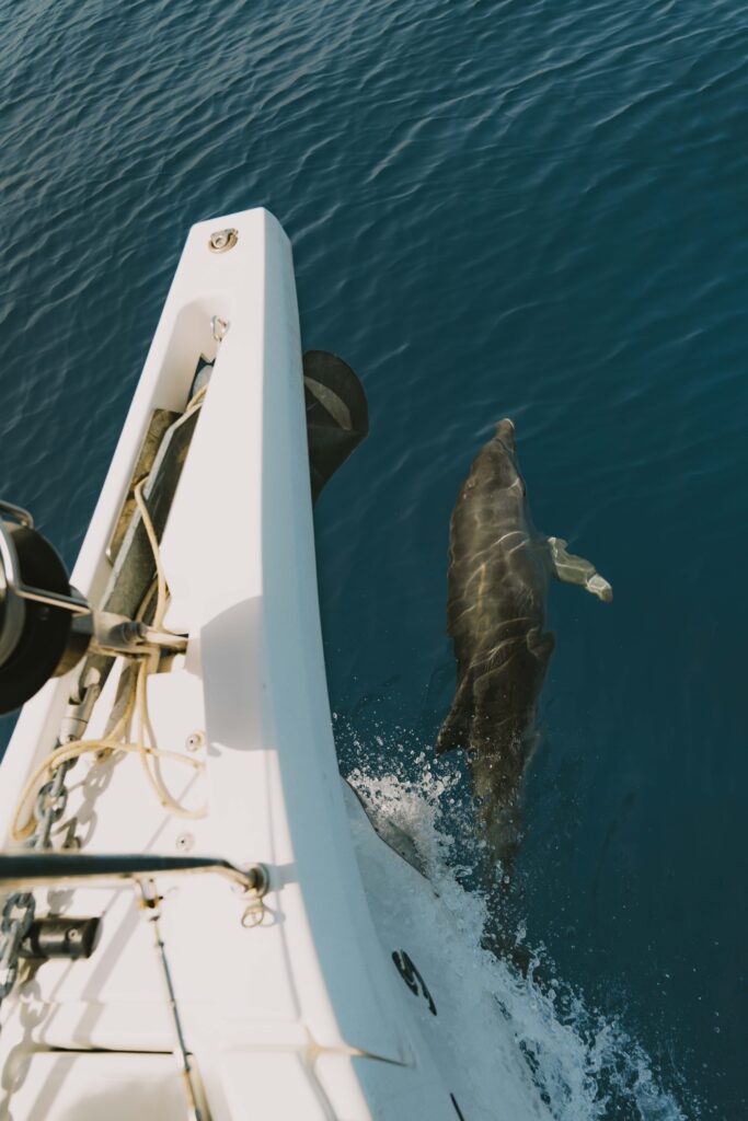 Whales & Dolphins
