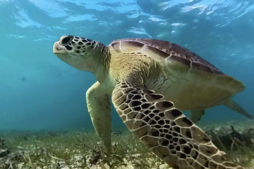 Tobago Cays & Turtles