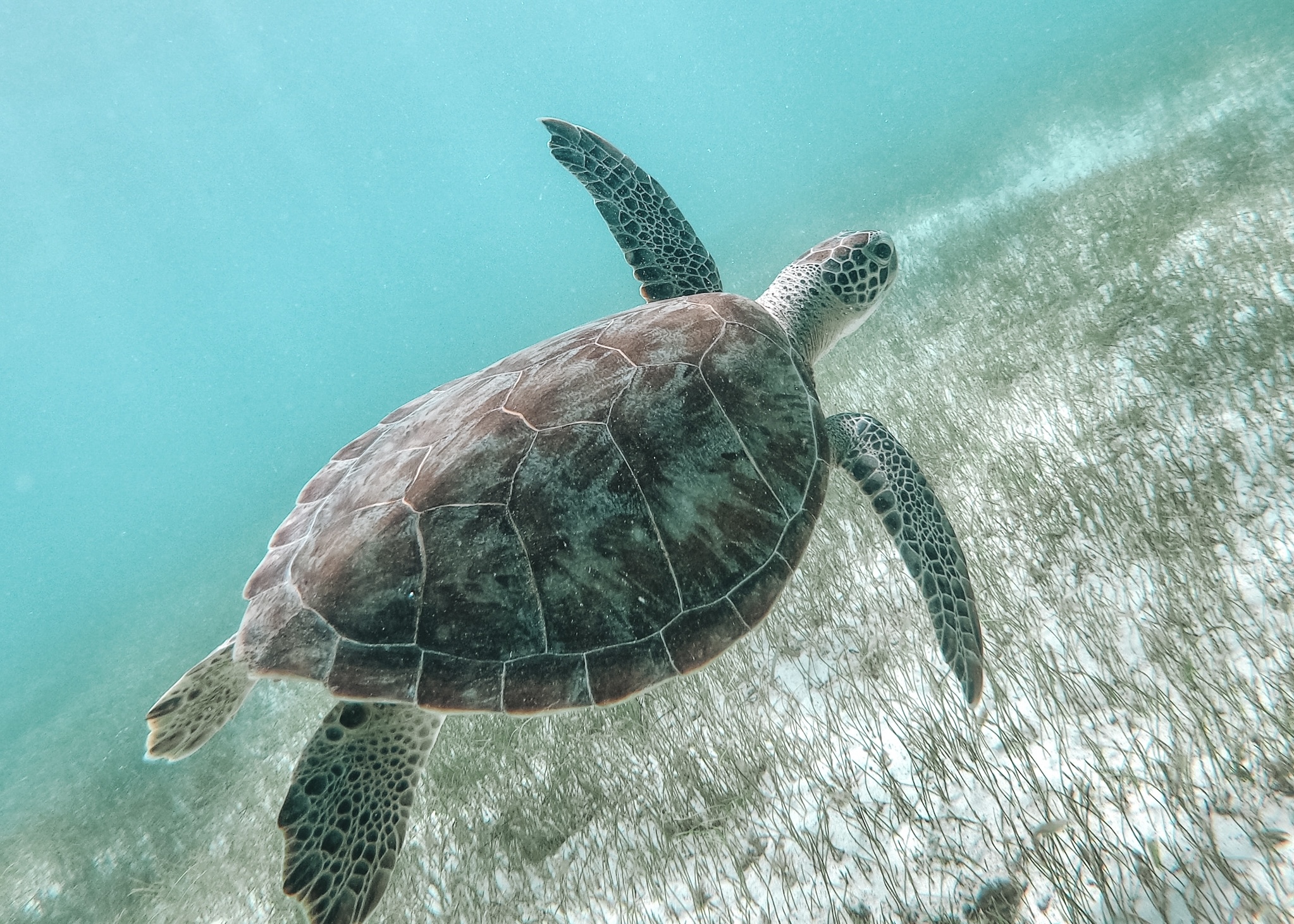 Youngline-Katamaran – Martinique - Bild 2