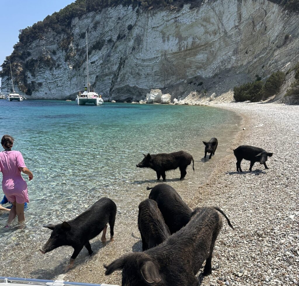 Schwimmende Schweine