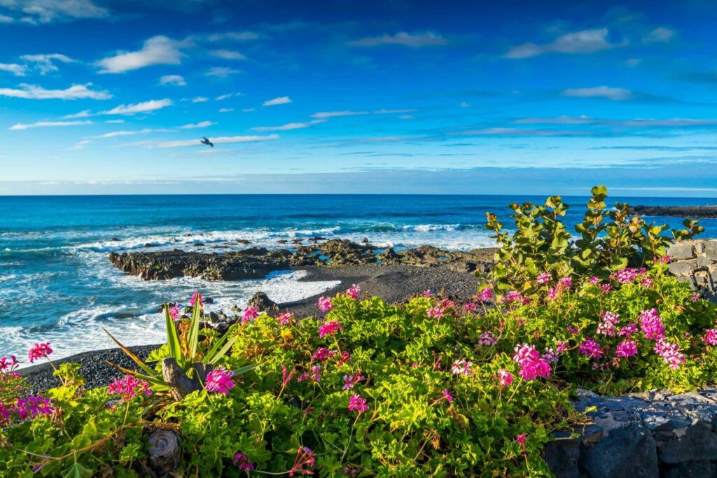 Lebendige Küstenlandschaft mit blühenden rosa Blumen im Vordergrund, einem felsigen Strand und einem weiten blauen Ozean unter klarem Himmel. In der Ferne segelt eine Segelyacht.