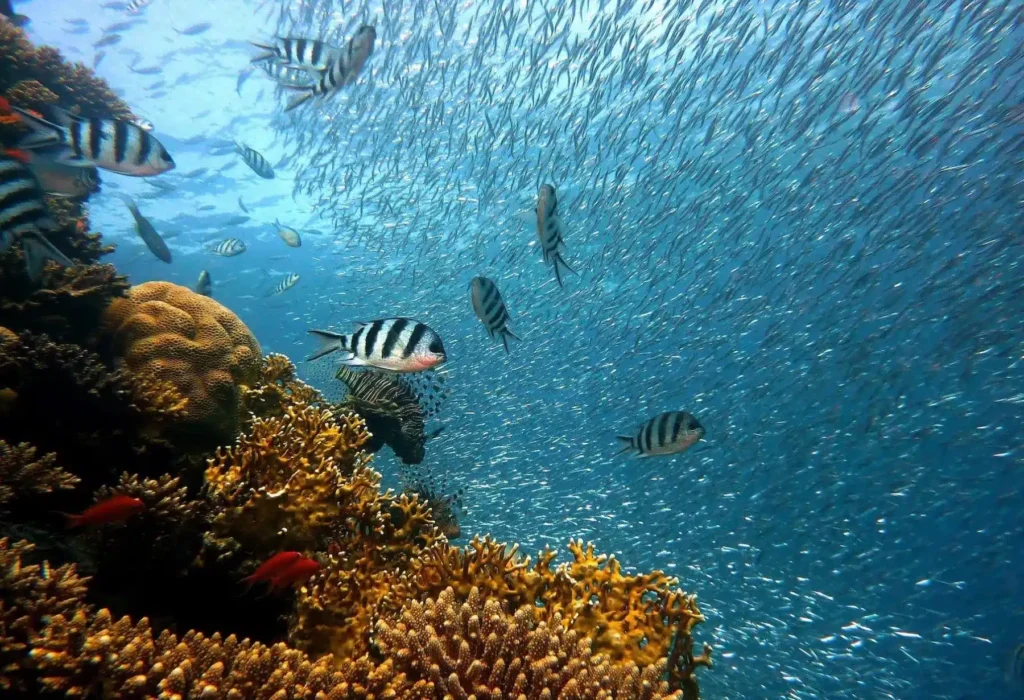 Eine lebendige Unterwasserszene, die einen Schwarm kleiner, silberner Fische zeigt, die über einem Korallenriff wimmeln, wobei sich während einer Segelreise mehrere deutlich gestreifte und leuchtend gefärbte Fische näher am Vordergrund befinden.