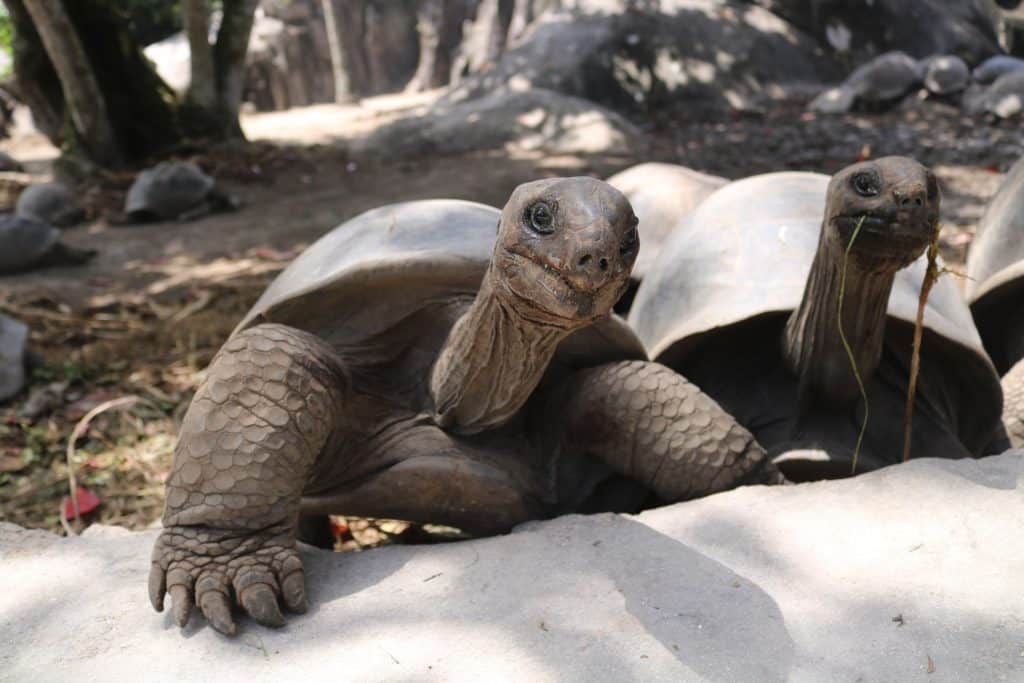 Zwei Aldabra-Riesenschildkröten in einer natürlichen Umgebung, wobei eine der Kamera zugewandt ist und die andere während eines Segeltörns im Hintergrund zwischen Felsen und Bäumen steht.